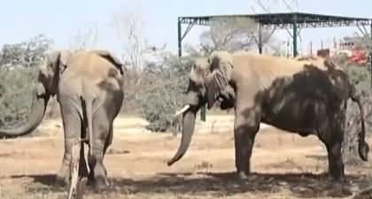 Autopsy report reveals how elephant 'Sonia' died last month