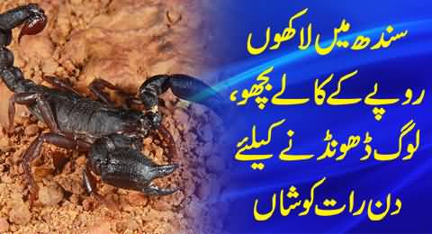 Black Scorpions of Million of Rupees in Sindh, People Struggling to Find them