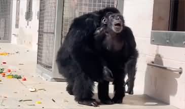 Chimpanzee caged for 28 years sees open sky for first time