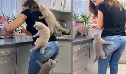 Cute kittens climb their mom as they couldn’t wait for food