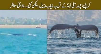 Footage of rare whale shark spotted near Karachi's Charna Island