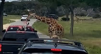 Giraffe grabs little girl from truck during wildlife tour, then drops her into mom’s arms 