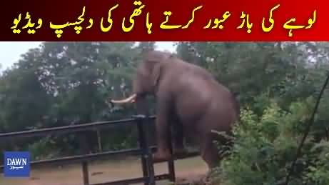 Hilarious Video:Elephant Trying To Jump Over Iron Fence