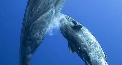 How humpback whale feed its baby? Recorded for the very first time by scientists