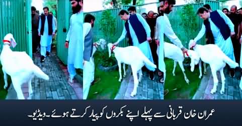 Imran Khan with his goats before their sacrifice at Zaman Park