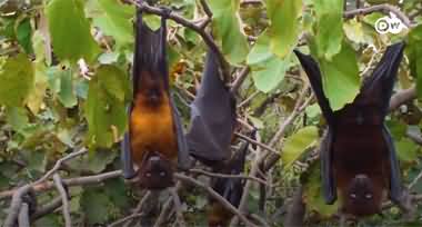 Lahore's flying Foxes are in danger of extinction