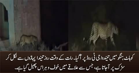 Leopard appears on GT road in Hungo at night, people in fear