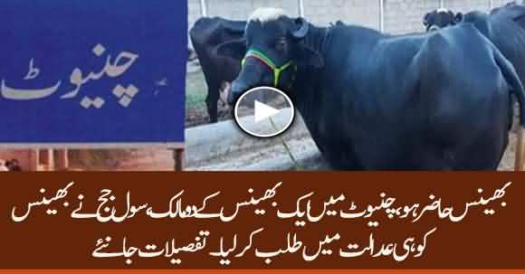 Strange Case - Civil Judge In Chiniot Calls Buffalo To Appear In Court