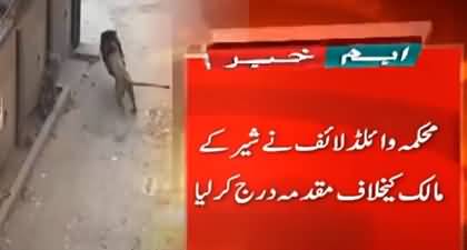 Video: A pet lion spotted roaming the streets in Lahore, later killed