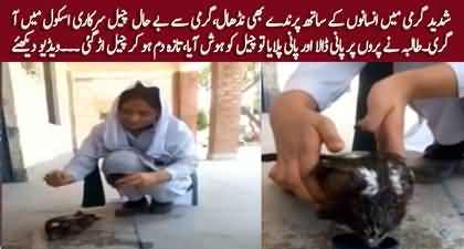 Video of Female Student Feeding Water To a kite (Cheel) in Extreme Heat Wave