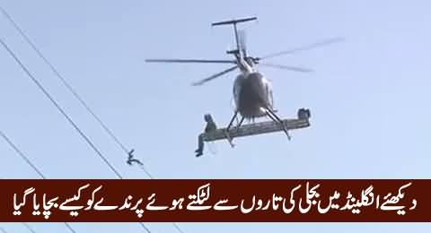 Watch How A Bird Hanging on Electricity Wire Was Saved in UK, Really Impressive