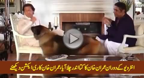 Watch Imran Khan's Reaction When His Dog Enters The Room During Interview